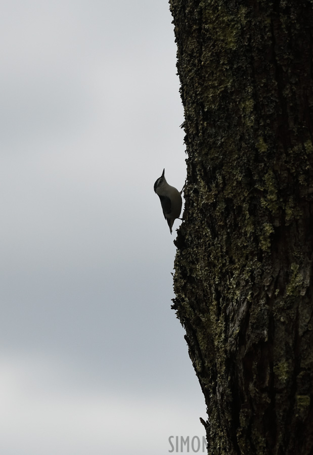 Sitta carolinensis carolinensis [400 mm, 1/4000 sec at f / 7.1, ISO 1600]